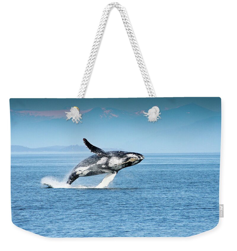 Alaska Weekender Tote Bag featuring the photograph Breaching humpback whales Happy-4 by Steve Darden