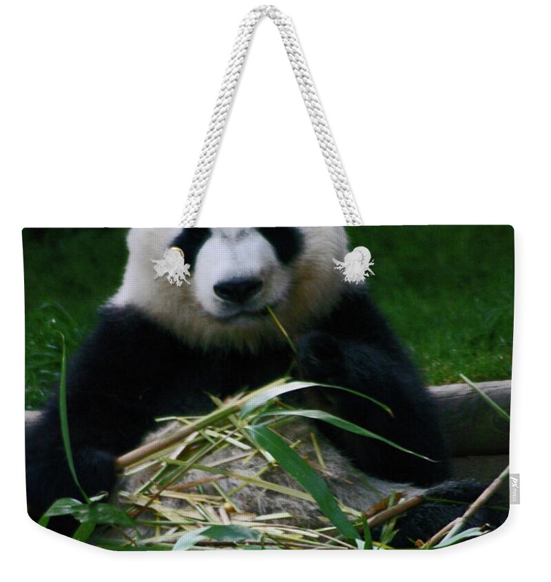 Animals Weekender Tote Bag featuring the photograph Breakfast at the Zoo by Bess Carter