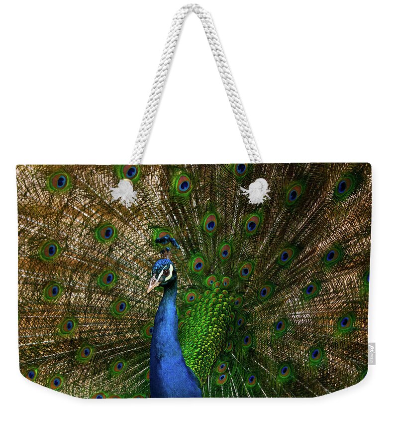 Peacock Weekender Tote Bag featuring the photograph Bright And Fancy by Karol Livote