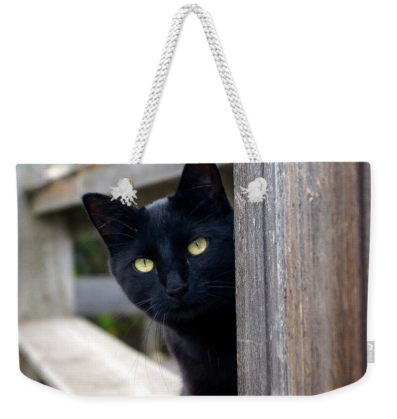 Cat Weekender Tote Bag featuring the photograph Bright Eyed Kitty by Tracey Vivar
