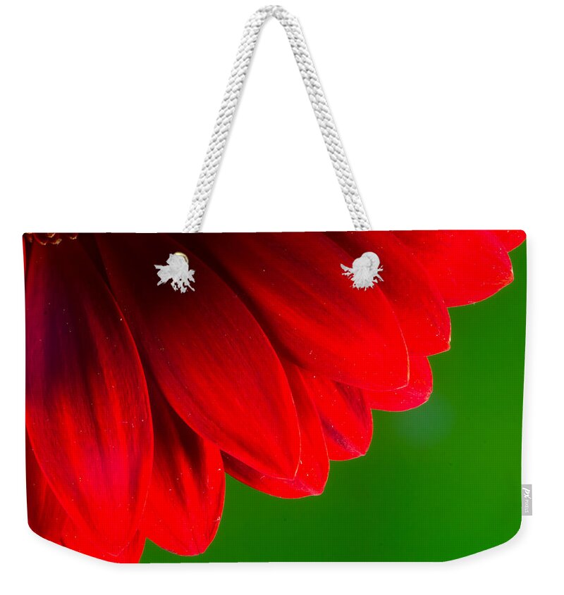 Red Chrysanthemum Flower Weekender Tote Bag featuring the photograph Bright Red Chrysanthemum Flower Petals and Stamen by John Williams