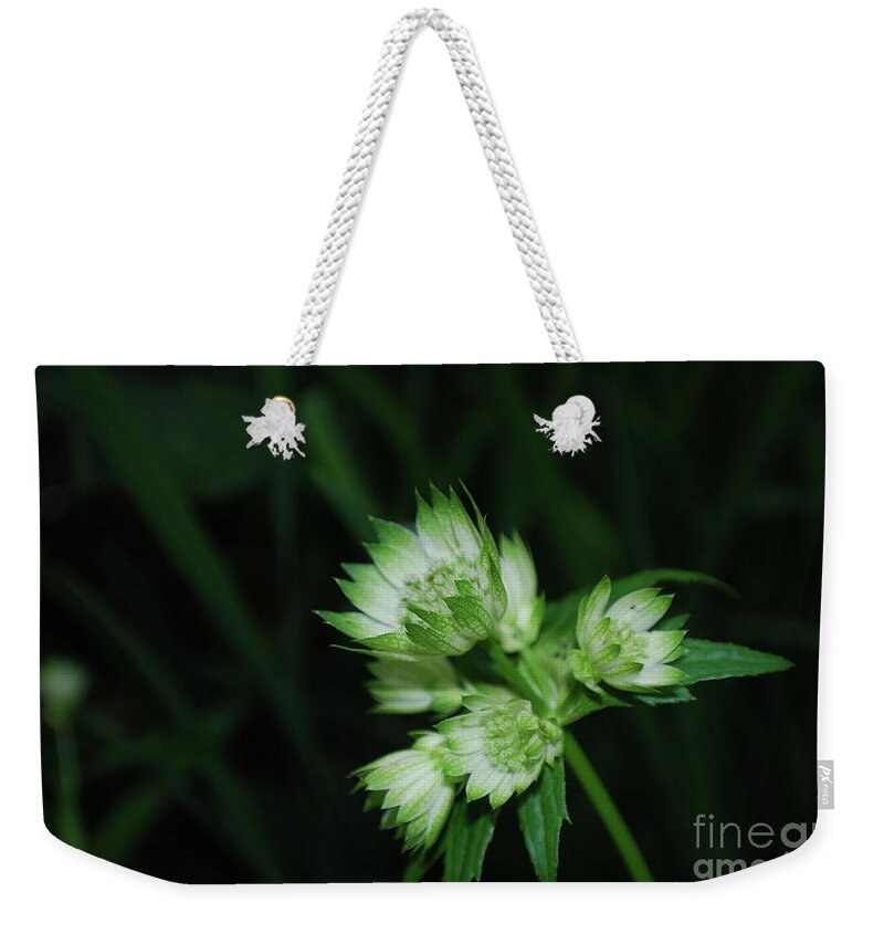 Astrantia Weekender Tote Bag featuring the photograph Brilliant Blooming Great Masterwort Flowering in a Garden by DejaVu Designs
