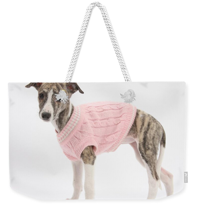 Dog Weekender Tote Bag featuring the photograph Brindle-and-white Whippet Pup by Mark Taylor
