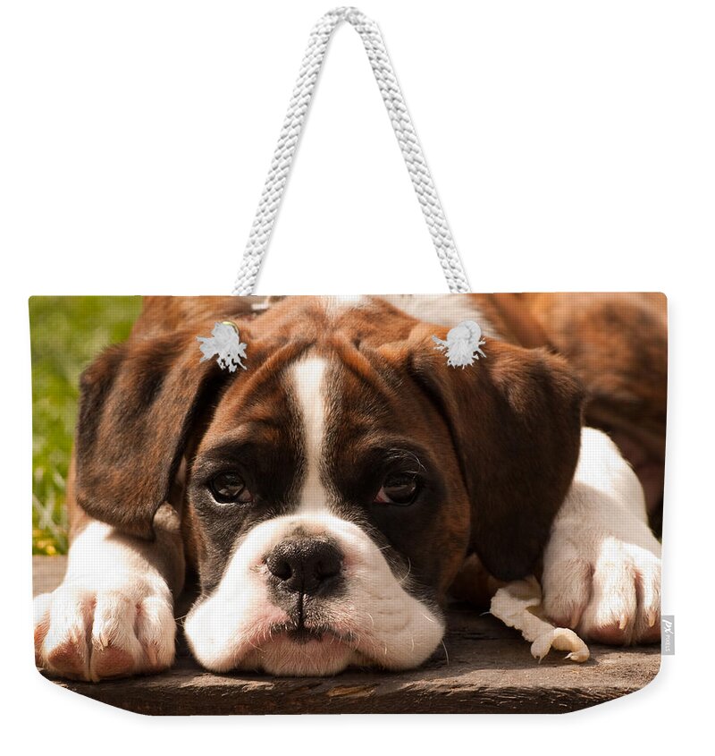 Pup Weekender Tote Bag featuring the photograph Brindle Boxer Pup by Bel Menpes