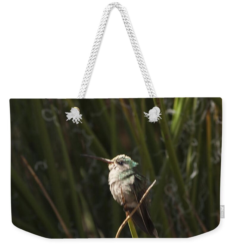 Arizona Weekender Tote Bag featuring the photograph Broad Billed Humming Bird fem by Daniel Hebard