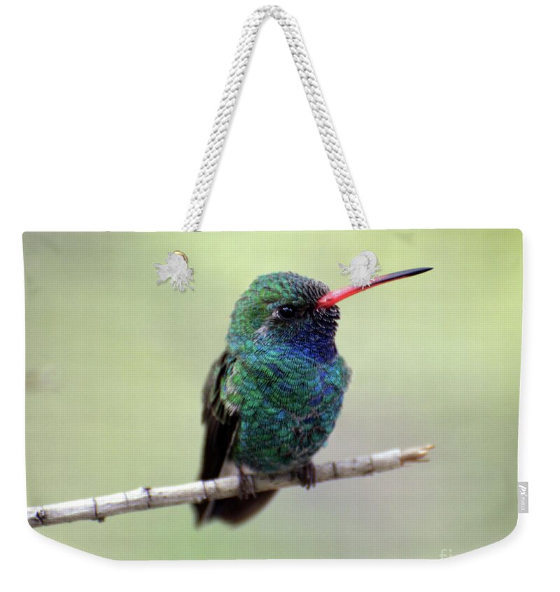 Denise Bruchman Weekender Tote Bag featuring the photograph Broad-billed Hummingbird Portrait by Denise Bruchman