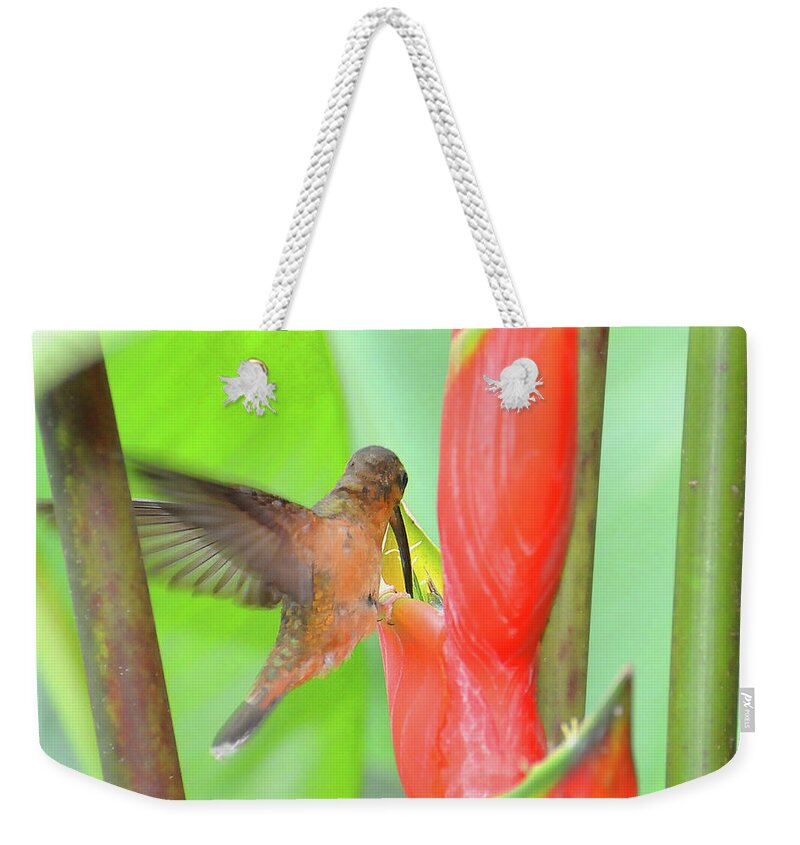 Heliconia Weekender Tote Bag featuring the photograph Bronzy Hermit on Heliconia by Ted Keller