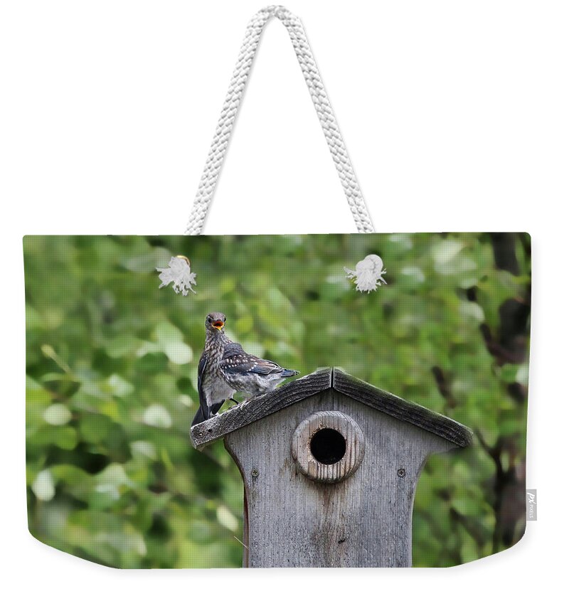 Bluebird Weekender Tote Bag featuring the photograph Brother from another Mother by Jackson Pearson
