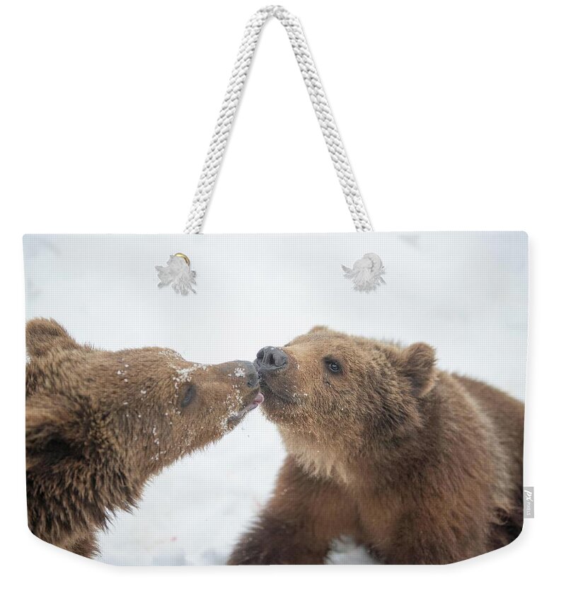 Bear Weekender Tote Bag featuring the photograph Brotherly love #1 by Patricia Dennis