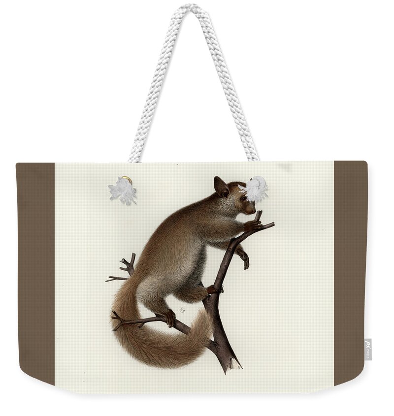 Otolemur Crassicaudatus Weekender Tote Bag featuring the drawing Brown Greater Galago or Thick-tailed Bushbaby by Hugo Troschel and J D L Franz Wagner