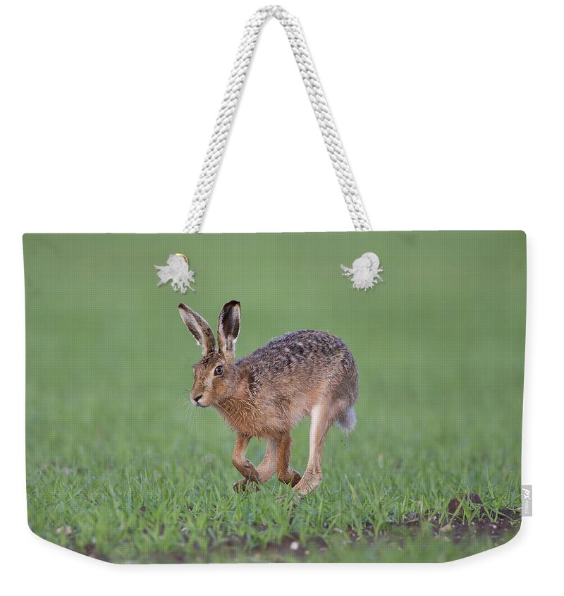 Brown Weekender Tote Bag featuring the photograph Brown Hare Running by Pete Walkden