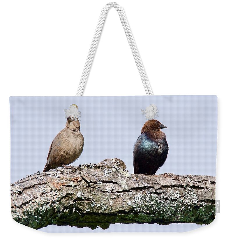 Cowbird Weekender Tote Bag featuring the photograph Brown Headed Cowbirds Sitting in a Tree by Michael Peychich