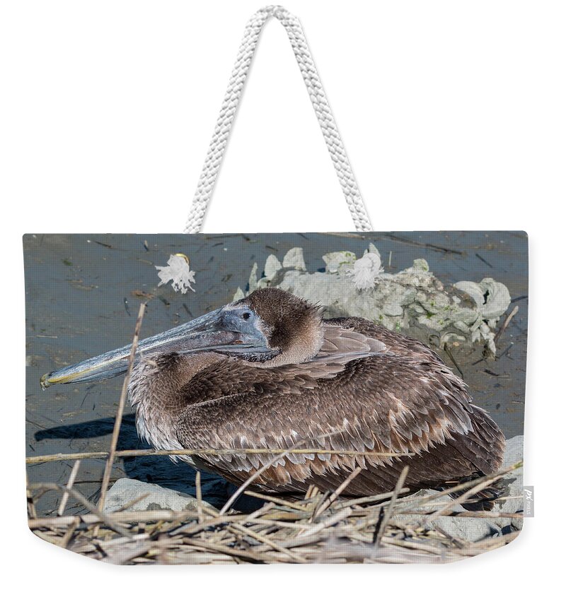 Pelican Weekender Tote Bag featuring the photograph Brown Pelican 3 March 2018 by D K Wall