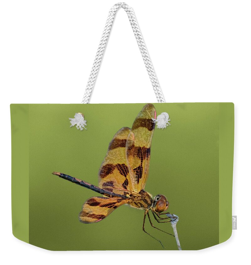 Dragonfly Weekender Tote Bag featuring the photograph Brown-Spotted Yellow-Wing Dragonfly by Mitch Spence