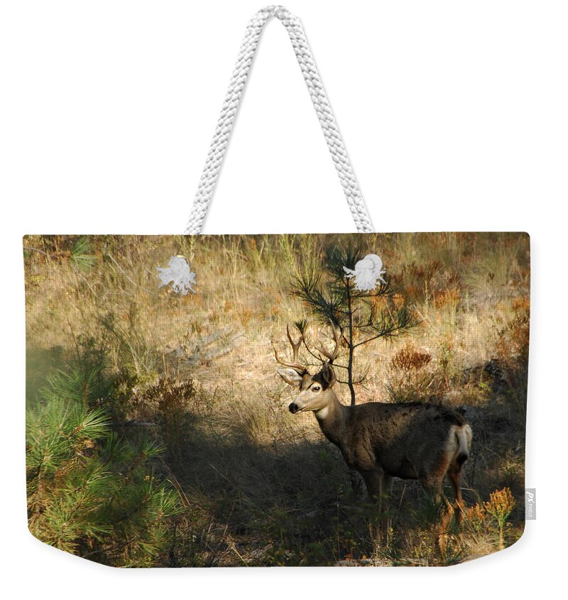 Deer Weekender Tote Bag featuring the photograph Buck by Donna Blackhall