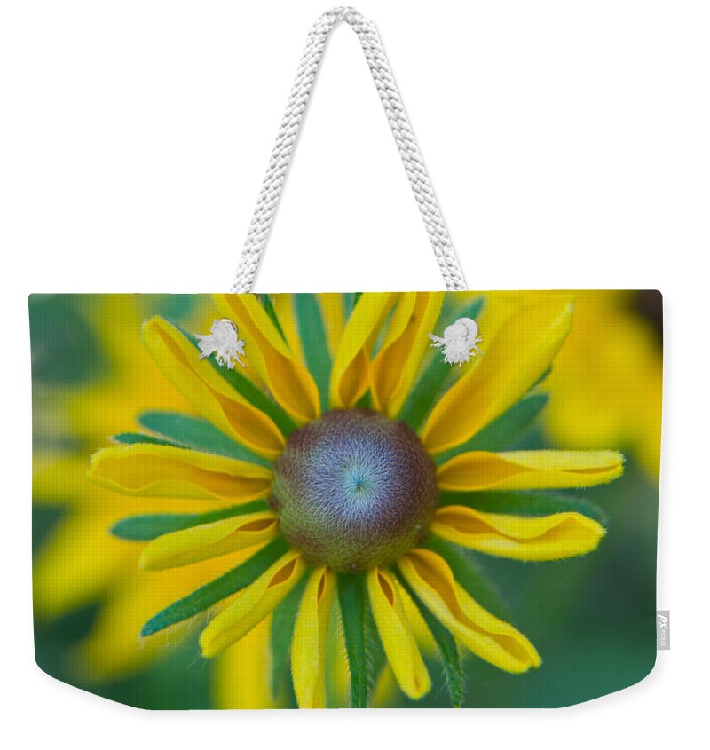 Daisy Weekender Tote Bag featuring the photograph Bud Breaking Daisy by Douglas Barnett