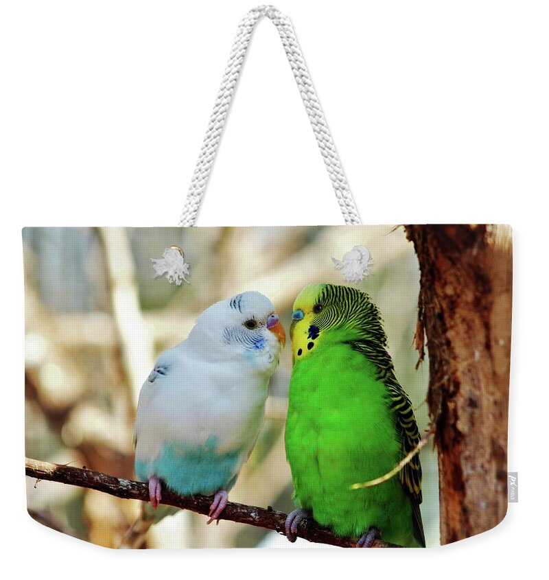 Budgie Weekender Tote Bag featuring the photograph Budgie Friends by Cynthia Guinn