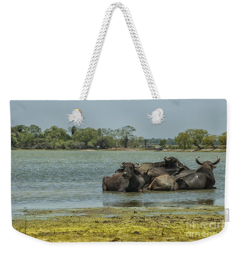 Sri Weekender Tote Bag featuring the photograph Buffalo the water by Patricia Hofmeester