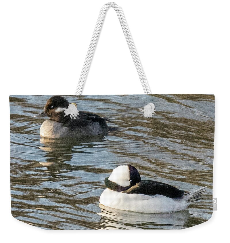 Fauna Weekender Tote Bag featuring the photograph Bufflehead Pair Swimming by William Bitman