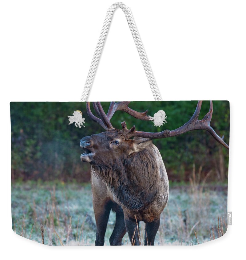 Bugling Weekender Tote Bag featuring the photograph Bugling Elk by Rick Hartigan