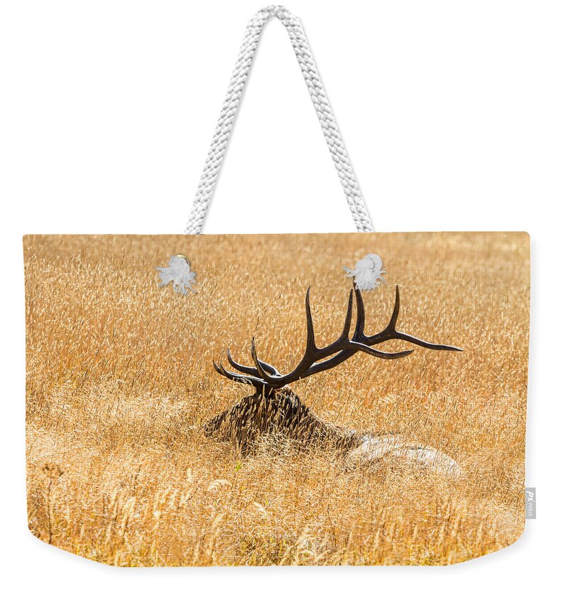 Bull Weekender Tote Bag featuring the photograph Bull Elk Bedded Down by James BO Insogna