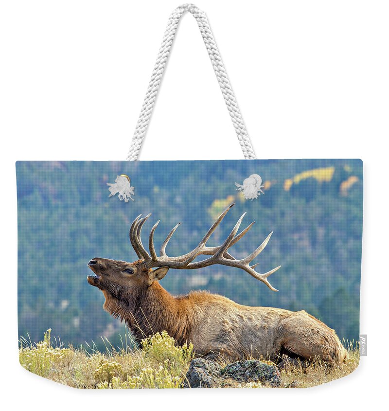 Bugle Weekender Tote Bag featuring the photograph Bull Elk Bugling by Wesley Aston