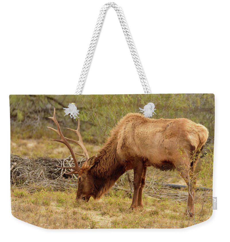 Debra Martz Weekender Tote Bag featuring the photograph Bull Elk Grazing by Debra Martz