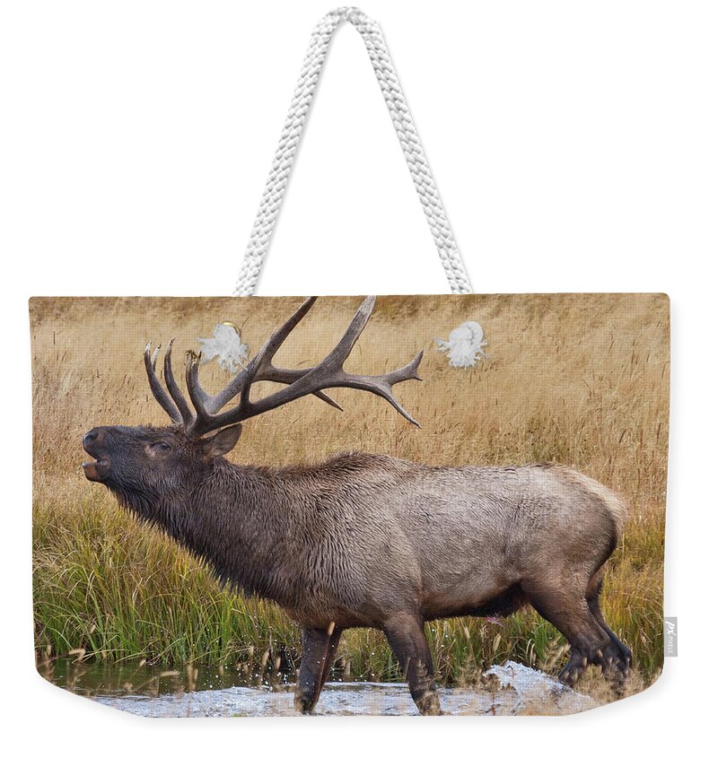 Elk Weekender Tote Bag featuring the photograph Bull Elk in Yellowstone by Wesley Aston
