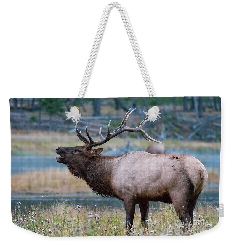 Antelope Weekender Tote Bag featuring the photograph Bull Elk Next to River by Wesley Aston
