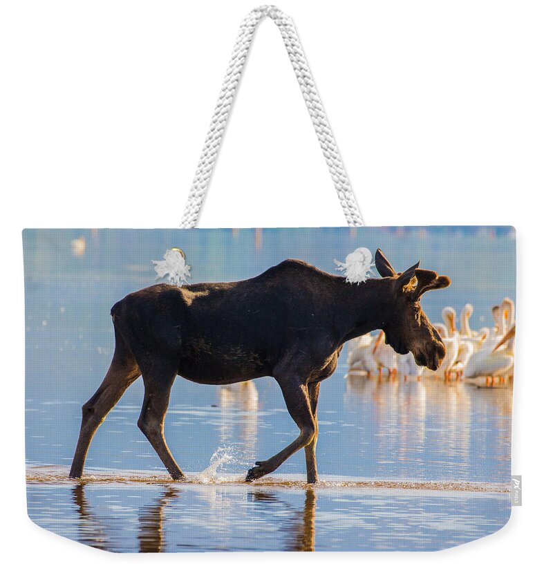 Bull Weekender Tote Bag featuring the photograph Bull Moose and Pelicans on Shadow Mountain Reservoir by Mindy Musick King