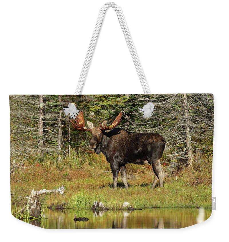 Moose Weekender Tote Bag featuring the photograph Bull Moose at the Pond by Duane Cross