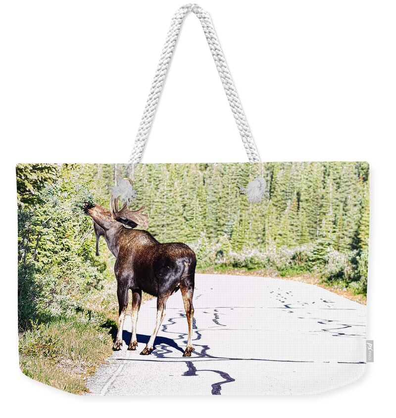 Moose Weekender Tote Bag featuring the photograph Bull Moose Munching in The Road by James BO Insogna