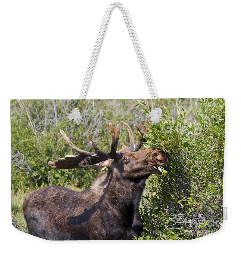 Animal Weekender Tote Bag featuring the photograph Bull Moose by Teresa Zieba