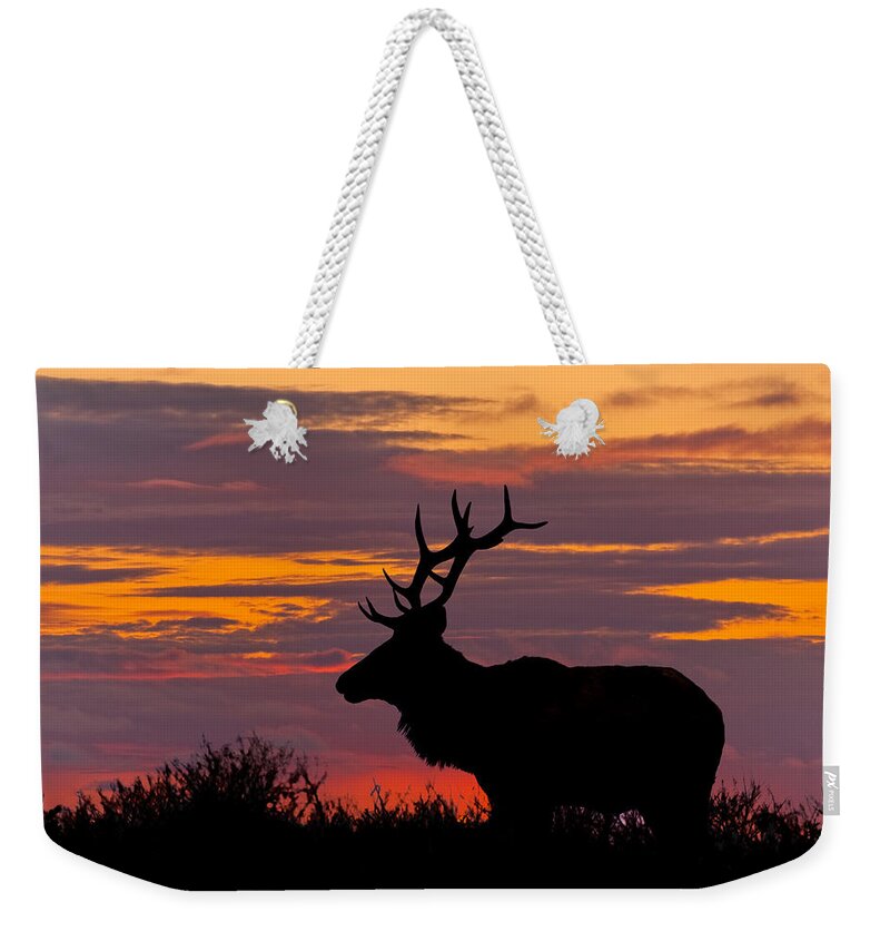 Animal Weekender Tote Bag featuring the photograph Bull Tule Elk Silhouetted at Sunset by Jeff Goulden