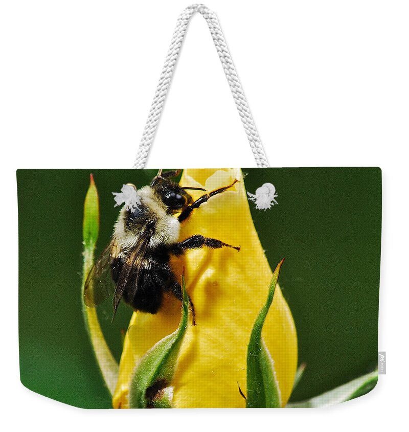 Flowers Weekender Tote Bag featuring the photograph Bumble bee on rose by Michael Peychich