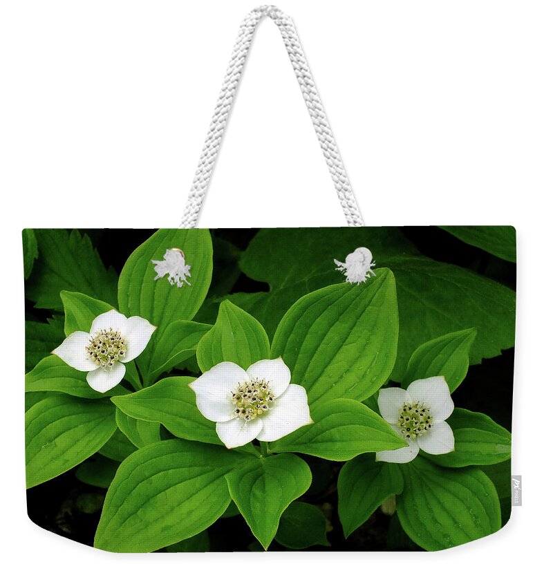 Wildflowers Weekender Tote Bag featuring the photograph Bunchberry Blossoms by Bill Morgenstern