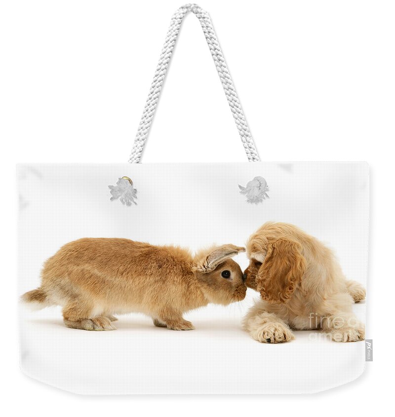 American Cocker Spaniel Weekender Tote Bag featuring the photograph Bunny Nose Best by Warren Photographic