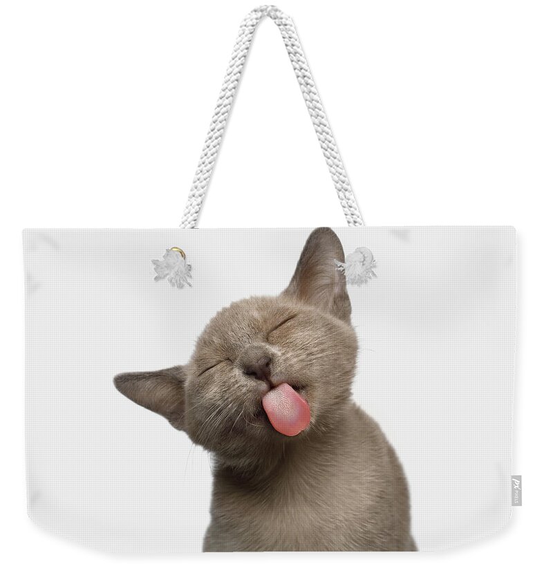Kitten Weekender Tote Bag featuring the photograph Burmese Kitten Lick by Sergey Taran
