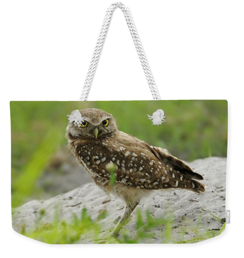 Owl Weekender Tote Bag featuring the photograph Burrowing Owl by Burrow Mound by Bradford Martin