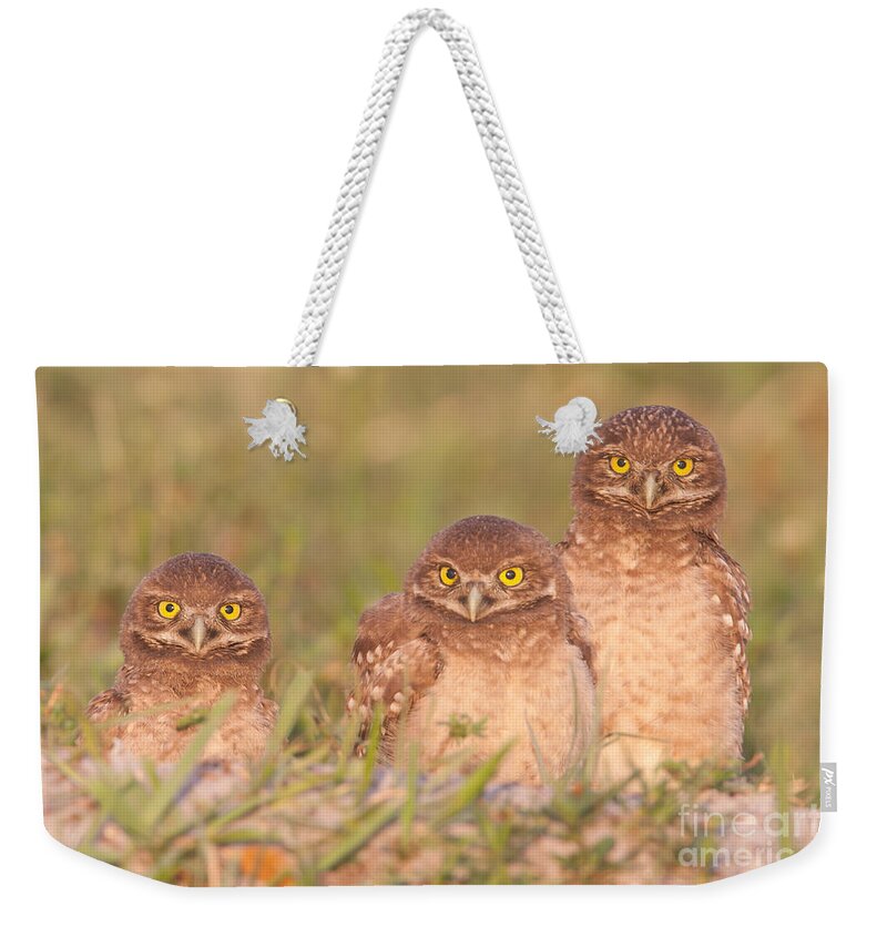 Clarence Holmes Weekender Tote Bag featuring the photograph Burrowing Owl Siblings by Clarence Holmes