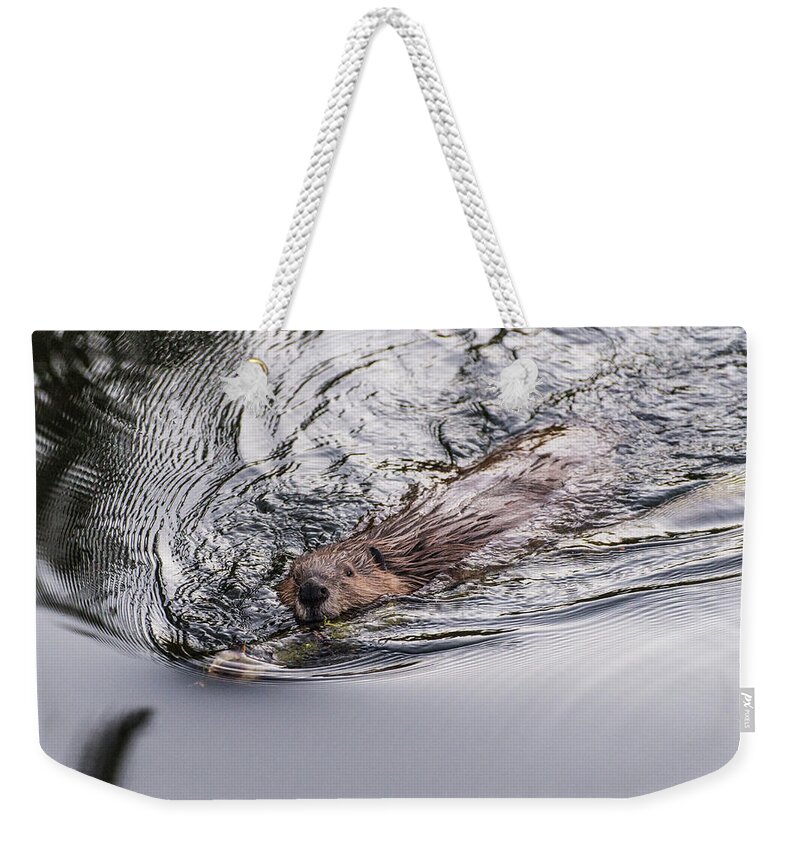 Beaver Weekender Tote Bag featuring the photograph Busy by Alex Lapidus