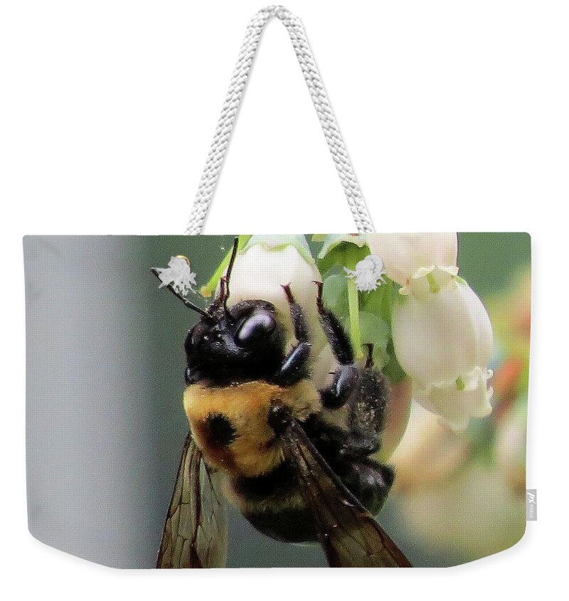 Bees Weekender Tote Bag featuring the photograph Busy Bee on Blueberry Blossom by Linda Stern