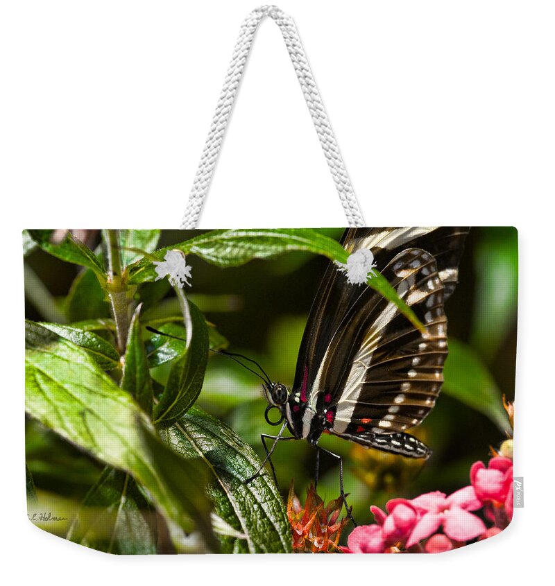 Butterfly Weekender Tote Bag featuring the photograph Butterfly by Christopher Holmes