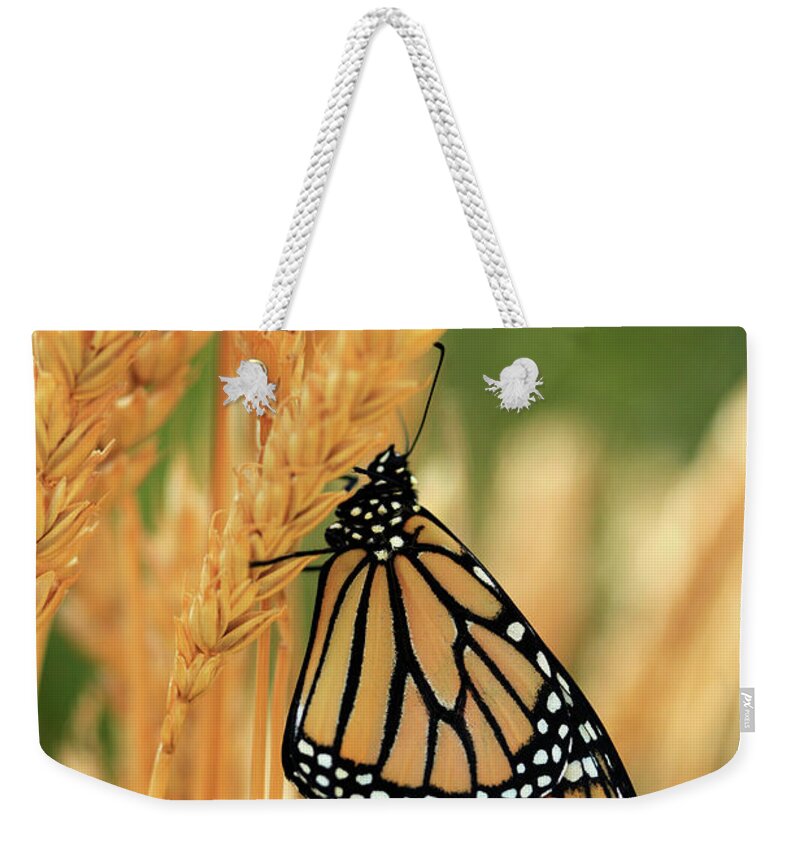 Wheat Field Weekender Tote Bag featuring the photograph Butterfly in Wheat Field Photo by Luana K Perez