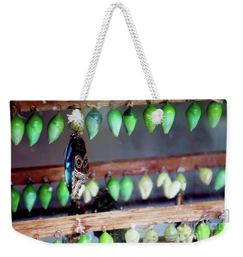 Butterfly Chrysalis Weekender Tote Bag featuring the photograph Butterfly With Butterfly Chrysalis 1 by Andee Design