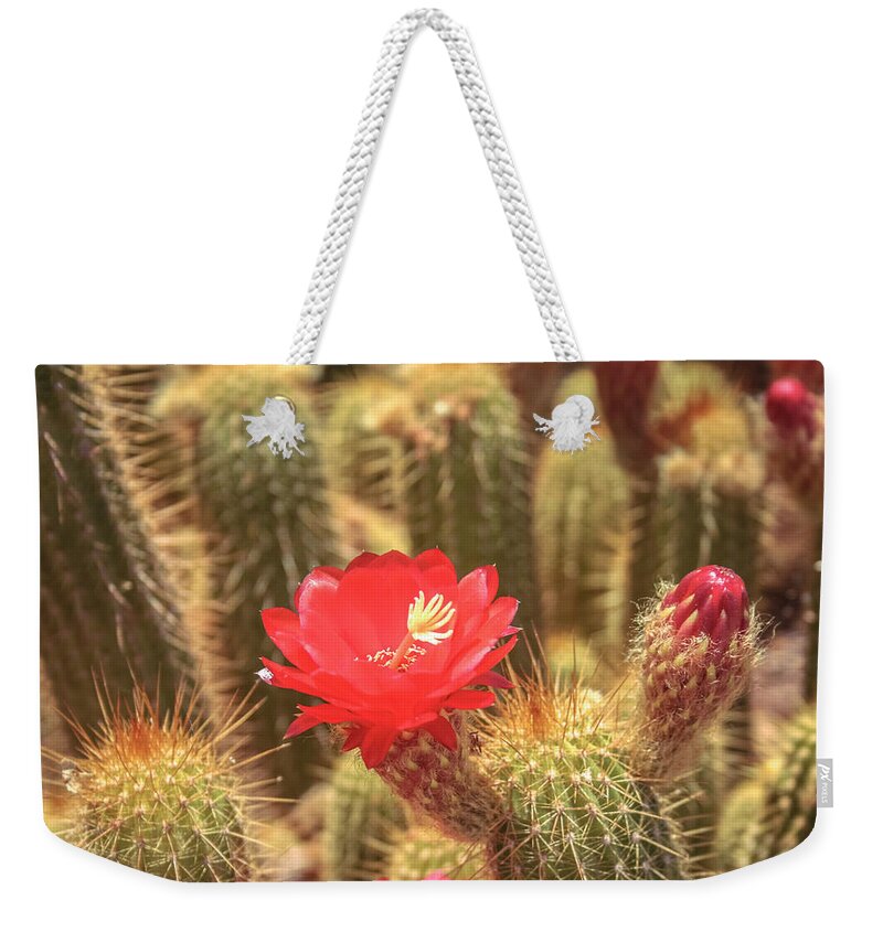 Cactus Weekender Tote Bag featuring the photograph Cactus bloom by Darrell Foster
