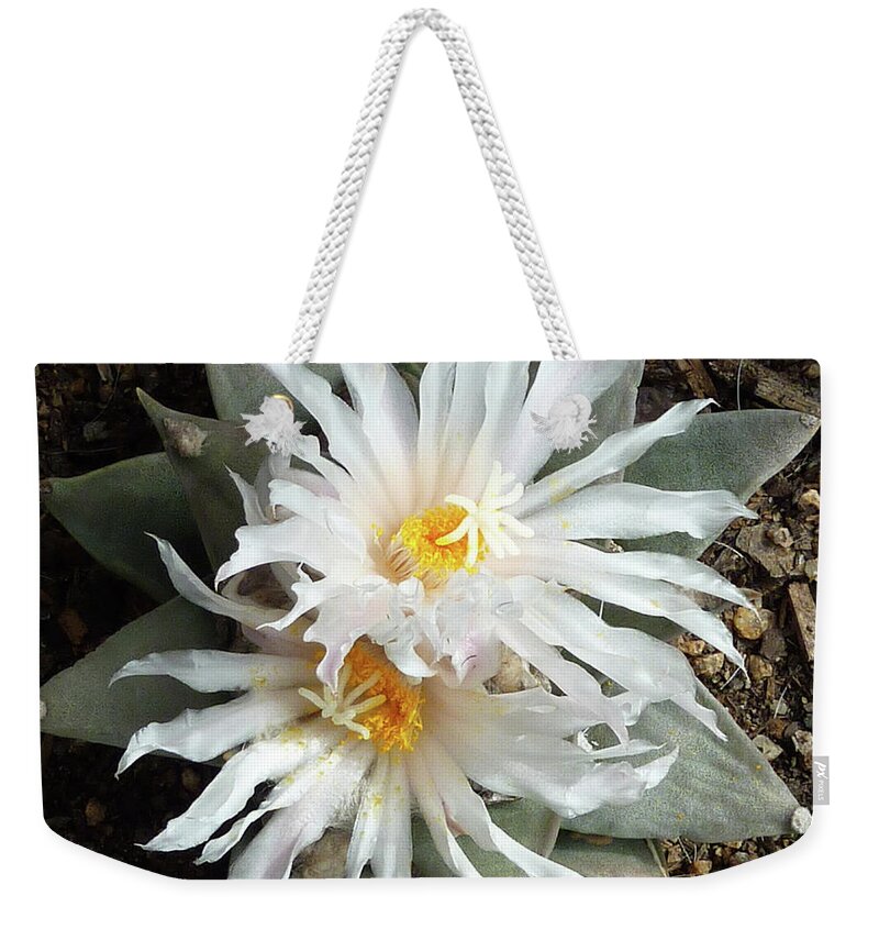 Cactus Weekender Tote Bag featuring the photograph Cactus Flower 7 by Selena Boron