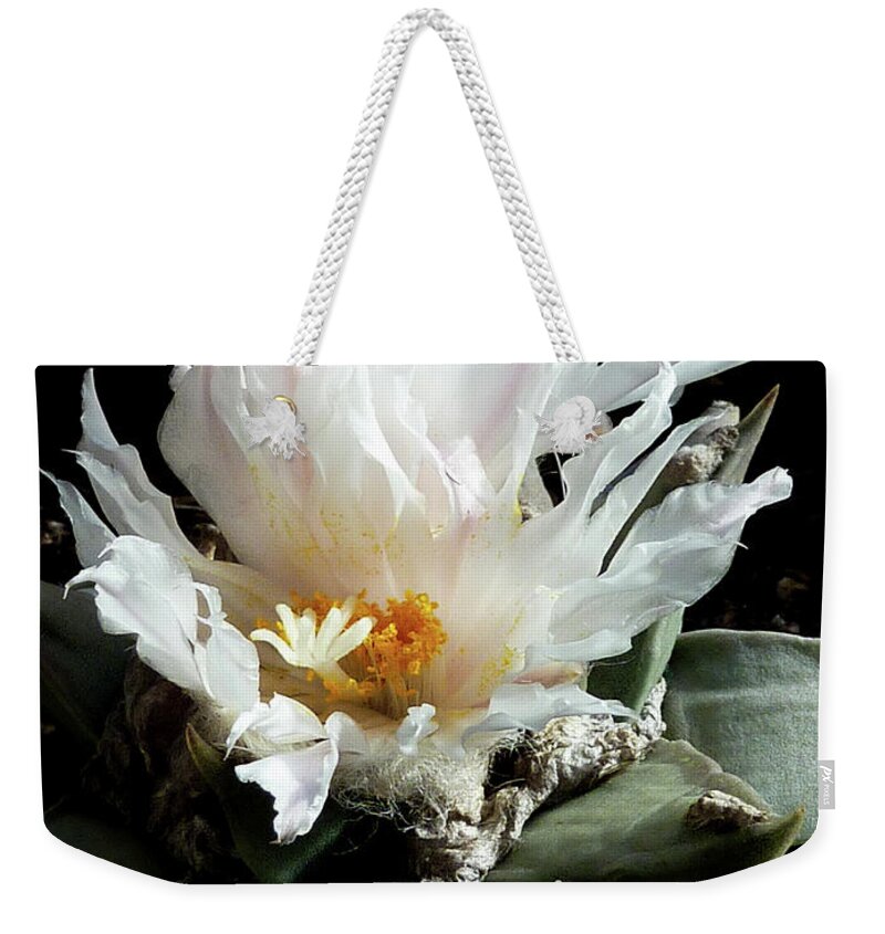 Cactus Weekender Tote Bag featuring the photograph Cactus Flower 8 by Selena Boron
