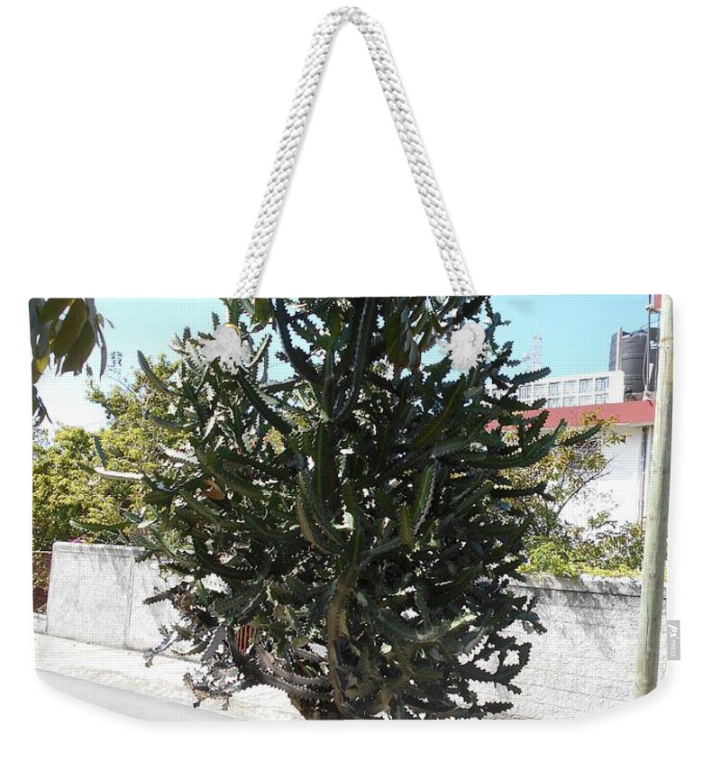 Tree Weekender Tote Bag featuring the photograph Cactus tree in Cozumel, Mexico by Nancy Graham