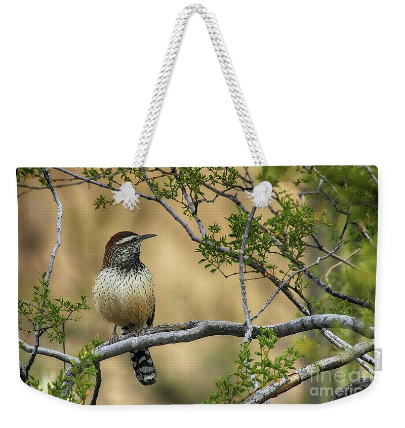 Bird Weekender Tote Bag featuring the photograph Cactus Wren by Teresa Zieba